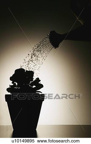 Stock Photography - Watering flowers. Fotosearch
