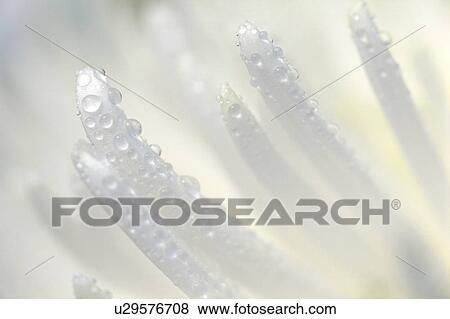 Wet petals View Large Photo Image Stock Photo - Wet petals. Fotosearch