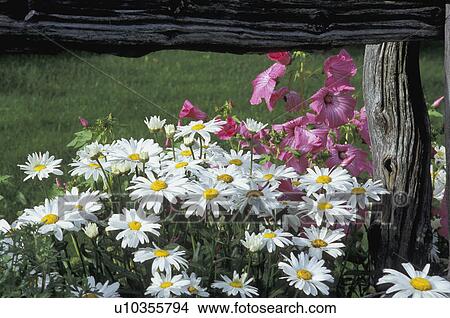 Picture - White daisies and pink mallow. Fotosearch