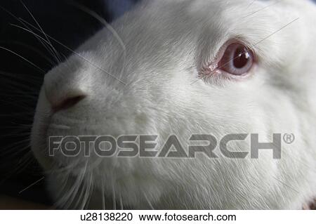 White rabbit View Large Photo Image Stock Image - White rabbit. Fotosearch