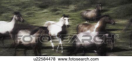 Wild horses on the move View Large Photo Image Stock Photo - Wild horses on the move. Fotosearch