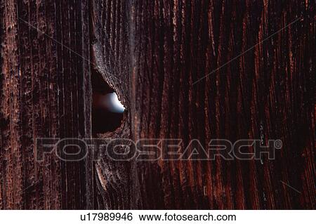 Stock Photograph - Wood grain with knothole. Fotosearch
