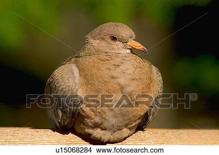 Picture - Wood pigeon. Fotosearch
