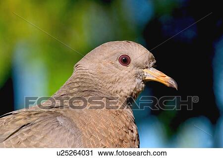 Stock Image - Wood pigeon. Fotosearch