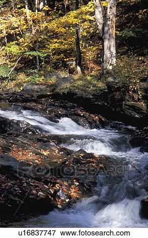 Woodland river View Large Photo Image Stock Photo - Woodland river. Fotosearch