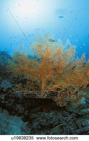 Stock Photography - Yellow coral. Fotosearch