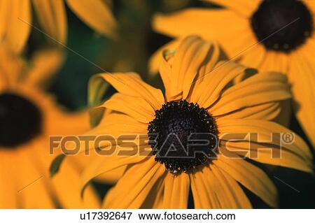 Stock Photo - Yellow flowers. Fotosearch