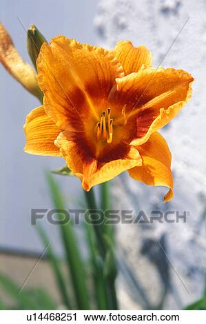 Stock Image - Yellow gold flower. Fotosearch