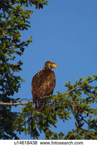 Stock Photo - Young bald eagle. Fotosearch