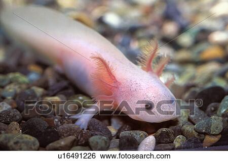 Stock Photograph - Young salamander. Fotosearch