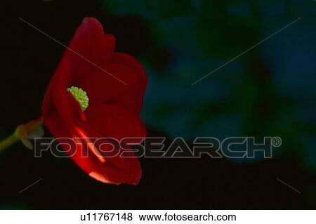 A beautiful flower View Large Photo Image Stock Photo - A beautiful flower. Fotosearch