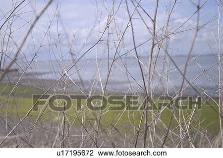 A close-up of branches next to the shore A close up of branches next to the shore A closeup of branches next to the shore View Large Photo Image Stock Image - A close-up of branches next to the shore A close up of branches next to the shore A closeup of branches next to the shore. Fotosearch
