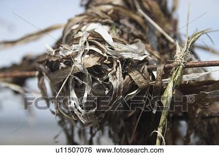 A close-up of dried seaweed on a wire A close up of dried seaweed on a wire A closeup of dried seaweed on a wire View Large Photo Image Stock Photograph - A close-up of dried seaweed on a wire A close up of dried seaweed on a wire A closeup of dried seaweed on a wire. Fotosearch