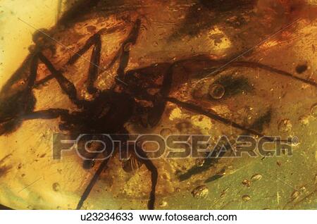 Stock Image - An Spider in a piece of Baltic amber, Gdansk, Poland. Fotosearch