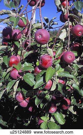 Stock Photo - Apple tree. Fotosearch