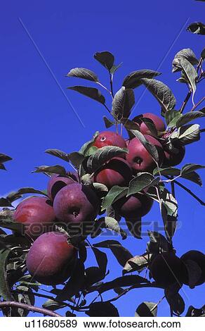 Stock Photo - Apples growing on trees. Fotosearch