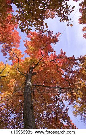 Autumn trees View Large Photo Image Stock Photography - Autumn trees. Fotosearch