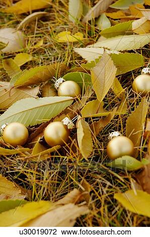 Golden balls among fallen leaves View Large Photo Image Stock Image - Golden balls among fallen leaves. Fotosearch