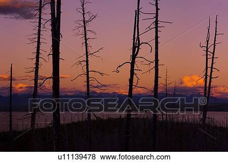 Silhouette of bare trees, lake and sunset View Large Photo Image Stock Photo - Silhouette of bare trees, lake and sunset. Fotosearch