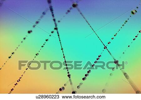 Spider web with dew View Large Photo Image Stock Image - Spider web with dew. Fotosearch