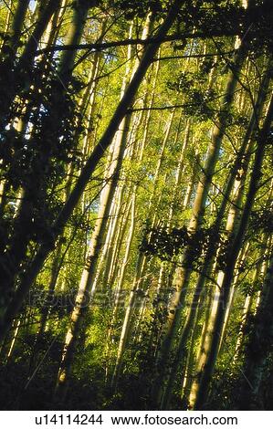 Picture - Sunlight through the trees. Fotosearch