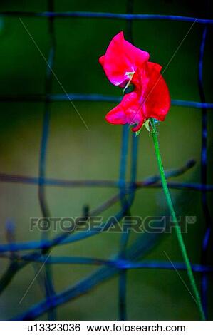 Tiny red flower View Large Photo Image Stock Photograph - Tiny red flower. Fotosearch