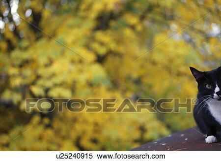 Cat on roof with autumn foliage View Large Photo Image Stock Photography - Cat on roof with autumn foliage. Fotosearch