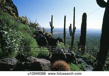 Stock Photo - Desert landscape with various cacti. Fotosearch