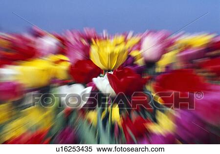 Field of Tulip flowers with zoom-effect View Large Photo Image Stock Photography - Field of Tulip flowers with zoom-effect. Fotosearch