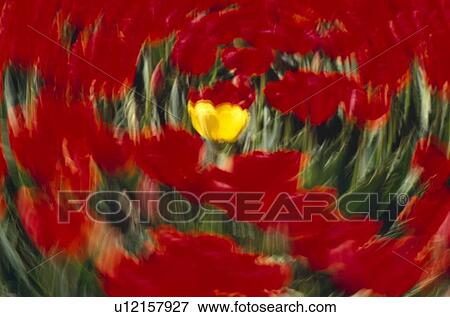 Stock Photo - Swirling view of blooming tulip flowers. Fotosearch