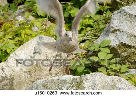 A bird takes off View Large Photo Image Stock Image - A bird takes off. Fotosearch