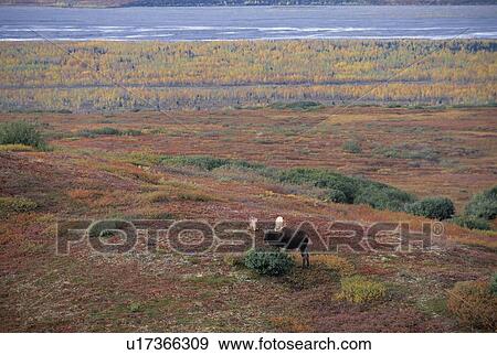 Stock Photo - A bull moose in a valley of tundra. Fotosearch
