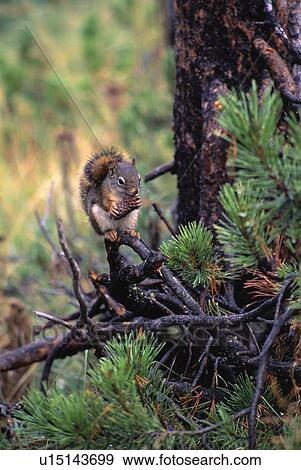 A red squirrel eating a pine cone View Large Photo Image Stock Photo - A red squirrel eating a pine cone. Fotosearch