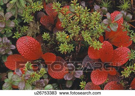 Stock Image - Closeup of bearberry leaves. Fotosearch