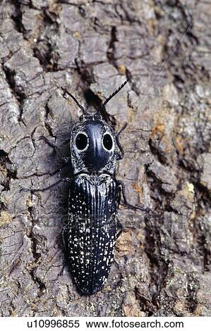 Closeup of eastern eyed click beetle View Large Photo Image Stock Photography - Closeup of eastern eyed click beetle. Fotosearch