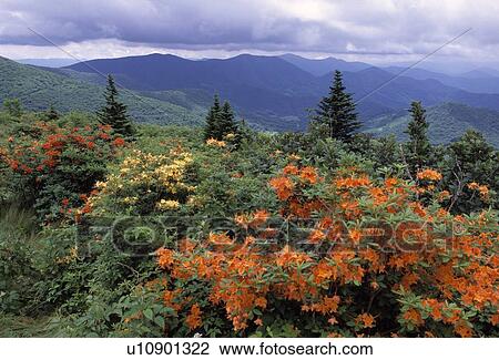 Colorful plants with mountain scenery View Large Photo Image Stock Image - Colorful plants with mountain scenery. Fotosearch