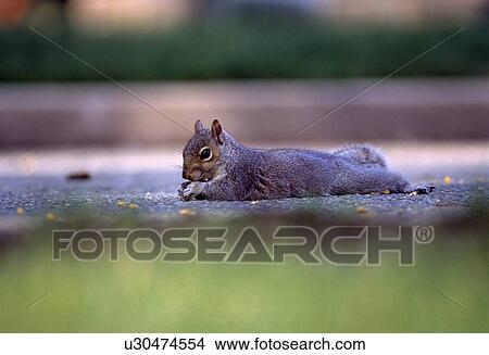 Eastern gray squirrel eating corn View Large Photo Image Picture - Eastern gray squirrel eating corn. Fotosearch