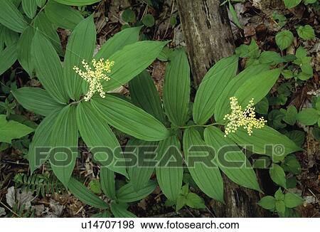 Stock Photo - False Solomons, Tennessee, USA. Fotosearch