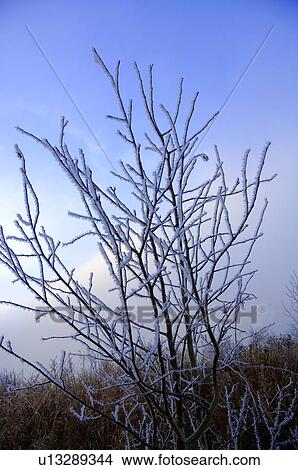 Frosty twigs View Large Photo Image Picture - Frosty twigs. Fotosearch