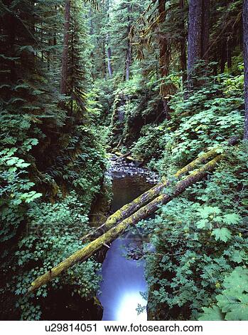 Stock Image - Gorge with fallen logs. Fotosearch