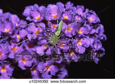Green lynx spider View Large Photo Image Stock Image - Green lynx spider. Fotosearch