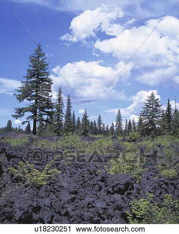 Lava beds in forest clearing View Large Photo Image Stock Image - Lava beds in forest clearing. Fotosearch