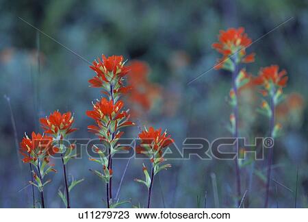 Stock Image - Red Indian paintbrush flowers. Fotosearch