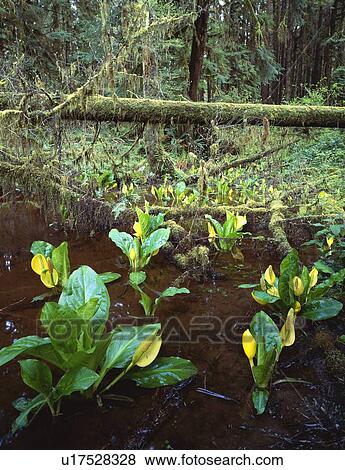 Stock Photo - Skunk cabbage growing along edge of rainforest. Fotosearch
