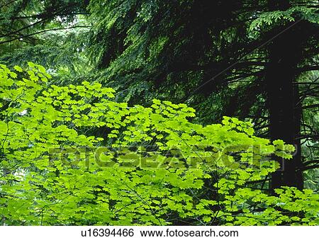 Umbrella of trees in forest View Large Photo Image Stock Photograph - Umbrella of trees in forest. Fotosearch