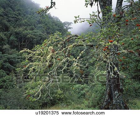 Unique tree in a foggy forest View Large Photo Image Stock Photography - Unique tree in a foggy forest. Fotosearch