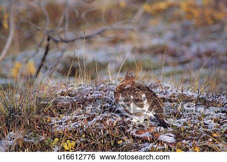 Willow ptarmigan sitting on the snowy autumn tundra View Large Photo Image Stock Photograph - Willow ptarmigan sitting on the snowy autumn tundra. Fotosearch