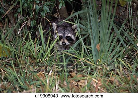 Young common raccoon hiding in tall grass View Large Photo Image Stock Image - Young common raccoon hiding in tall grass. Fotosearch