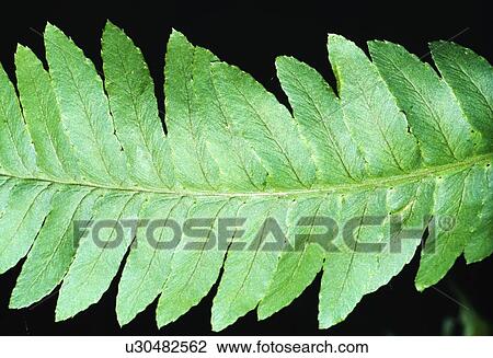 Close-up of goldie's wood fern View Large Photo Image Stock Image - Close-up of goldie's wood fern. Fotosearch
