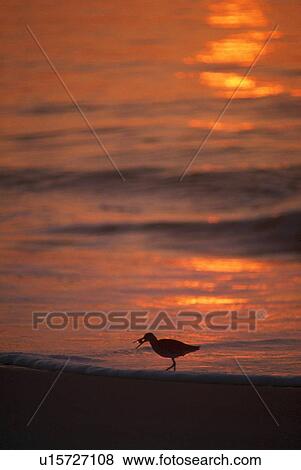 Silhouette of willet seabird with crab, sunset reflection, Assateague Island. View Large Photo Image Stock Photo - Silhouette of willet seabird with crab, sunset reflection, Assateague Island.. Fotosearch